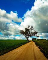 solitário árvore em uma empoeirado país estrada foto