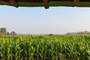 bela manhã no campo de milho foto