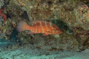 peixes nadam no mar vermelho, peixes coloridos, eilat israel foto