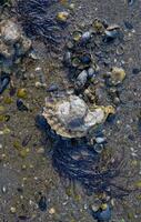 ostra Concha e mexilhões durante baixo maré dentro norte mar, wattenmeer nacional parque, Alemanha foto