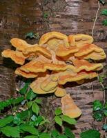 frango do a madeiras fungo resp, laetiporus sulphureus em árvore tronco, inferior Rhine região, alemanha foto