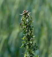 rastejante cardo resp.cirsium Arvense com insetos - escorpião mosca resp.panorpa communis e Preto feijão pulgões resp aphis fabae--on campo dentro mais baixo Rhine região, alemanha foto