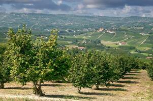 avelã plantação dentro Piemonte, Itália foto