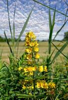 visto loosestrife resp. Lisimachia pontuada, inferior Rhine região, alemanha foto