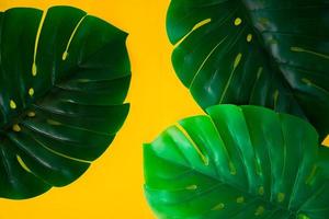 monstera tropical verde folhas em fundo amarelo brilhante. layout de natureza criativa feita de folhas. arte conceitual. conceito de verão, fundo tropical monstera. foto