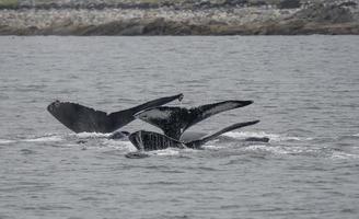 trio de acasalamento da baleia jubarte perto de Juneau, Alaska