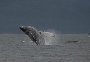 baleia jubarte perto de Juneau, Alaska foto