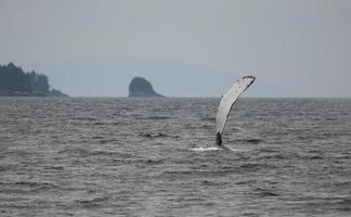 baleia jubarte perto de Juneau, Alaska foto