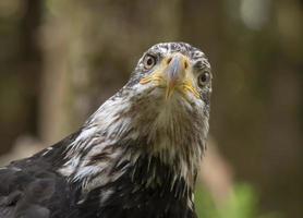 jovem águia careca, centro raptor do Alasca foto