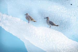 gaivotas no iceberg, passagem stephens, alaska foto