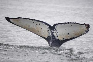 baleia jubarte, Alaska