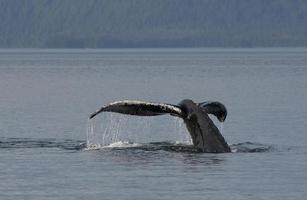 vista frontal da cauda da baleia jubarte foto