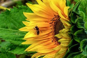abelha voando sobre girassol foto