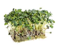 as microgreens. crescendo a partir de sementes em casa foto