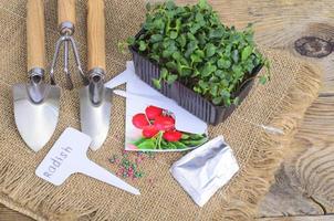 plantio de microgreens. embalar com sementes de rabanete. ferramentas de jardim para plantar plantas foto