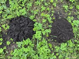 pilhas de terra preta empilhadas por toupeira na grama foto