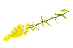 haste da flor do campo selvagem com pequenas inflorescências amarelas. foto