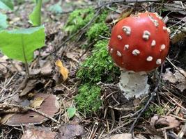 Amanita muscaria vermelha não comestível cresce na floresta foto