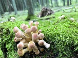 cogumelos mutabilis kuehneromyces crescendo em árvores e tocos foto