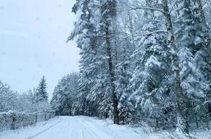 inverno. a primeira neve em galhos de arbustos e árvores. foto