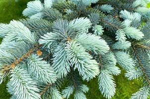 jovens brotos coloridos e cones em árvores spruce. foto de estúdio