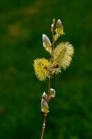 bode salgueiro resp.salix Caprea dentro flor , Renânia ,Alemanha foto