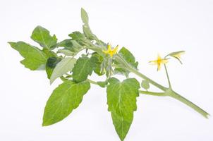 ramo de tomate com folhas verdes e flores amarelas. foto de estúdio