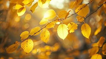 outono estação traz brilhante amarelo multi colori foto