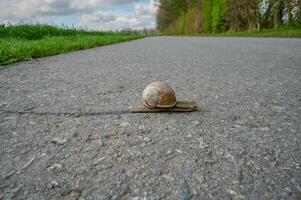 romano Caracol ou Borgonha Caracol resp.hélice pomatia em passeio, inferior Rhine região, alemanha foto