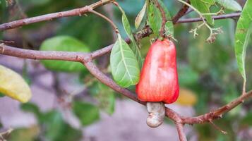 imperfeito caju noz frutas com cicatrizes e marcas que estavam causou de doença e falta do fertilizante e água foto