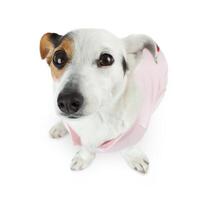 jovem jack Russel com Rosa vestir foto