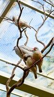 uma tranquilo cena do uma branco pássaro empoleirado sozinho e dois outras abraço em uma filial, conjunto contra uma brilhante aviário fundo foto