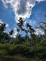 exuberante vegetação debaixo uma dramático céu de uma sereno rio, evocando uma tranquilo, exótico atmosfera foto