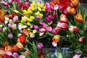 multicolorido, vermelho, amarelo, branco, lilás tulipas em exibição para venda foto