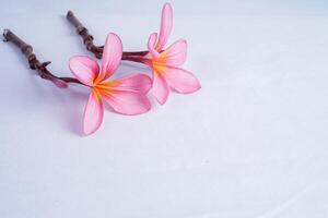 frangipani flor isolado em branco com esvaziar espaço para publicidade fotocópia. foto