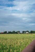 arroz agricultura Campos este estão iniciando para virar amarelo contra a fundo do uma Claro céu com esvaziar fotocópia espaço. foto