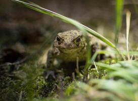 natterjack sapo, epidalea calamita se escondendo dentro a Relva do kalmthout heath foto