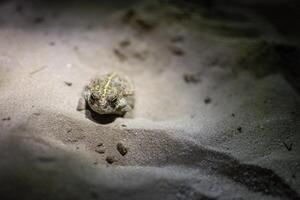 natterjack sapo, epidalea calamita se escondendo dentro a areia do kalmthout heath foto