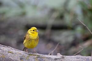 martelo amarelo, emberiza citrinela, em uma árvore toco dentro primavera foto