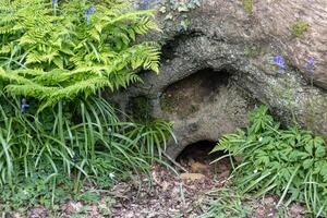 Entrada para uma texugo definir dentro uma madeira dentro leste sussex foto