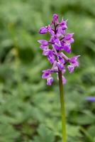 cedo roxa orquídea floração dentro primavera dentro uma madeira dentro leste sussex foto