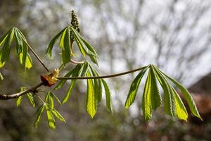 castanheiro-da-índia a rebentar com novo crescimento foto