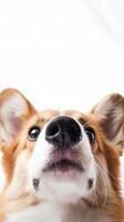 retrato do uma fofa adorável corgi em branco fundo, ênfase em a nariz. espaço para texto foto