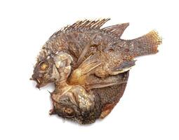 frito tilápia, água fresca peixe isolado em branco fundo foto