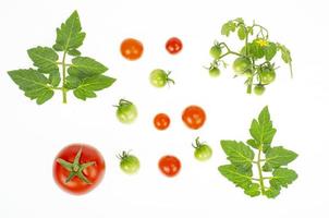 frutos de tomates cereja verdes verdes e vermelhos em fundo branco. foto de estúdio