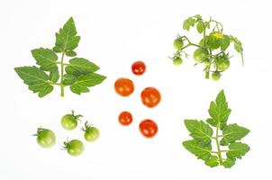 frutos de tomates cereja verdes verdes e vermelhos em fundo branco. foto de estúdio