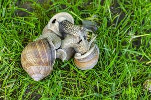 caracóis uva na grama verde. foto de estúdio