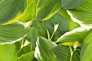 fundo, cartão postal, banner de folhas decorativas de hosta. foto de estúdio.