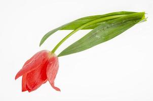 única tulipa fresca vermelha e rosa isolada no fundo branco. foto de estúdio
