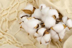 flores de algodão secas em fundo de pano de algodão. foto